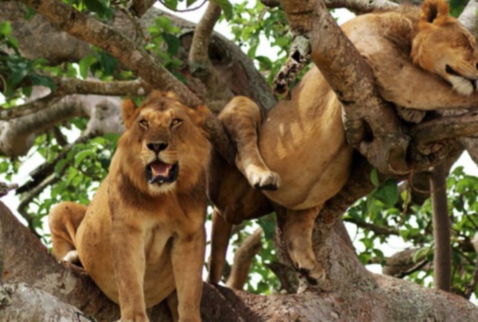 Uganda Wildlife Authority (UWA) says six lions were found dead in Queen Elizabeth National Park.