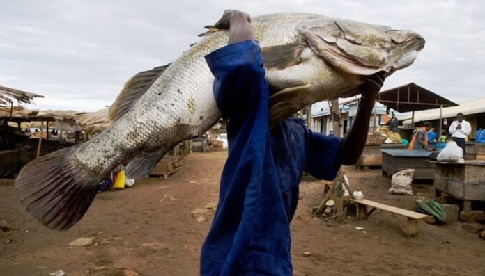 WE'RE SORRY: Nile Perch Fish Exporters Apologize to Ugandans over Mpuuta Ban Proposal