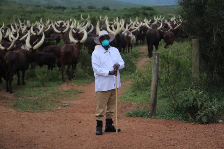 COW TAX! Shock as Ugandan Activist Tells Museveni Government to Start Taxing Cows
