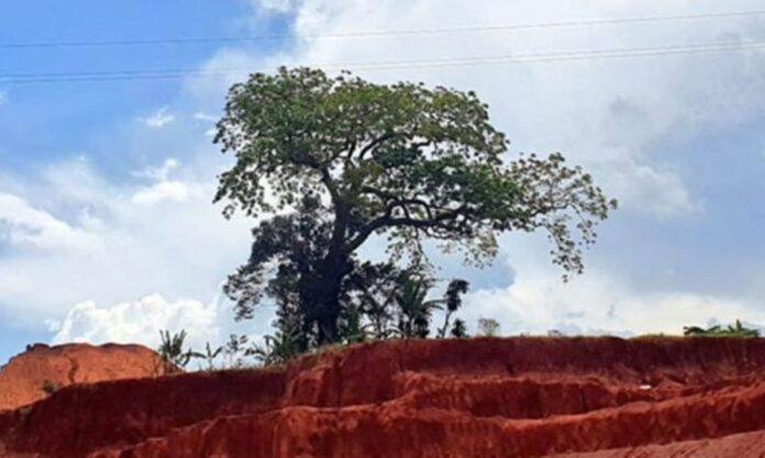 Buganda Spirits Will Show You Fire: Kabaka's Man Warns Unra, Expressway Contractor against Cutting Sacred Tree