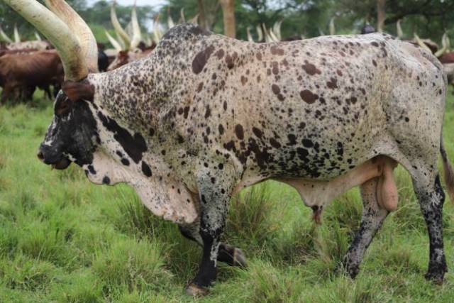 JUICY DEAL: Forget About Margaret Muhanga's Goats, Museveni's Bull Was Sold at Shs455m